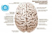 Анатомия мозга Что это такое
