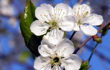 Цветки вишни полезные свойства